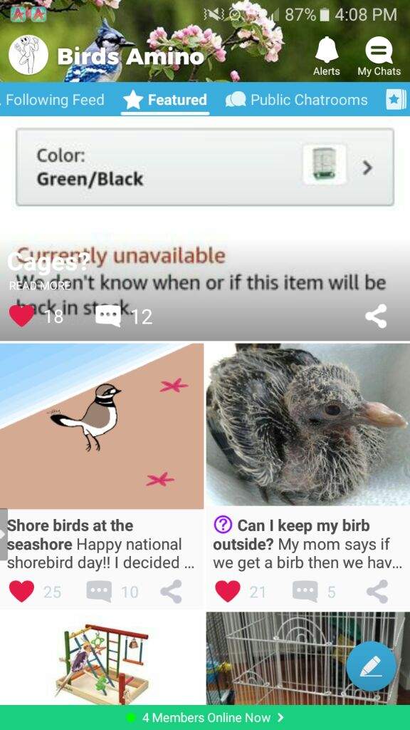 Can I Keep My Birb Outside? | Birds Amino Amino