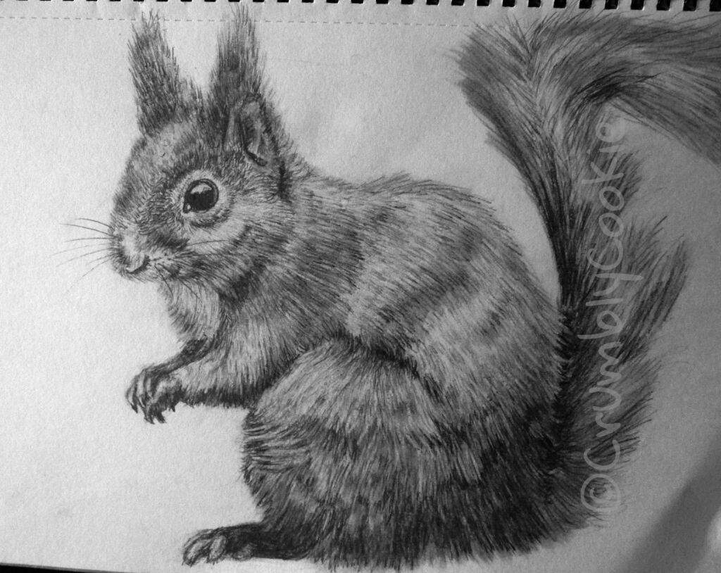 Squirrel pencil drawing 😃 | Art Amino