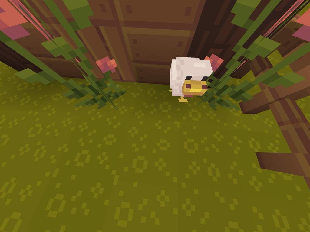 What is the chance of a chicken egg hatching minecraft