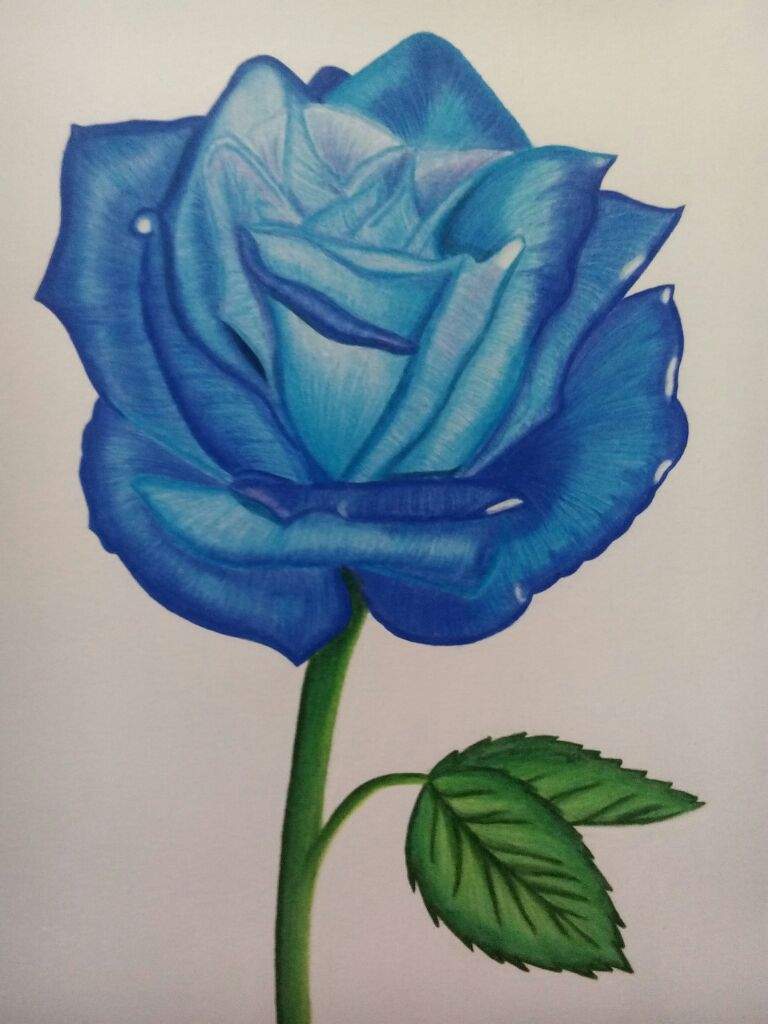 Dibujo: Rosa Azul ¿realista? 