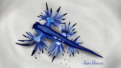 Glaucus Atlanticus | Art Amino