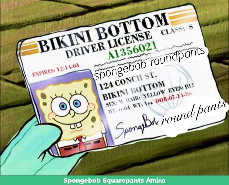 Who knew his last name was roundpants?? | SpongeBob SquarePants Amino