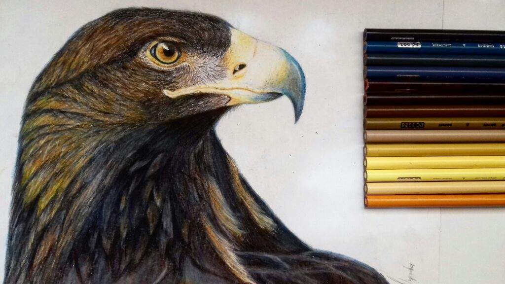 Dibujo realista de aguila?? | •Arte Amino• Amino