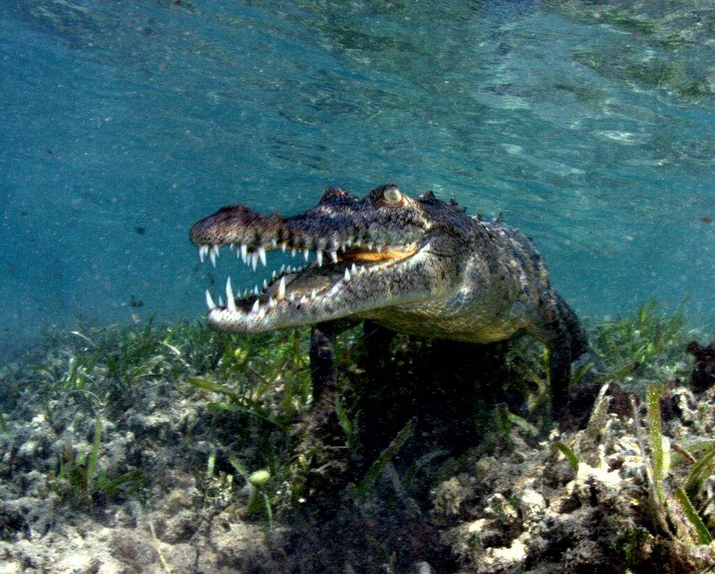 Crocodilo Marinho | 🐾Pets Em Geral🐾 Amino