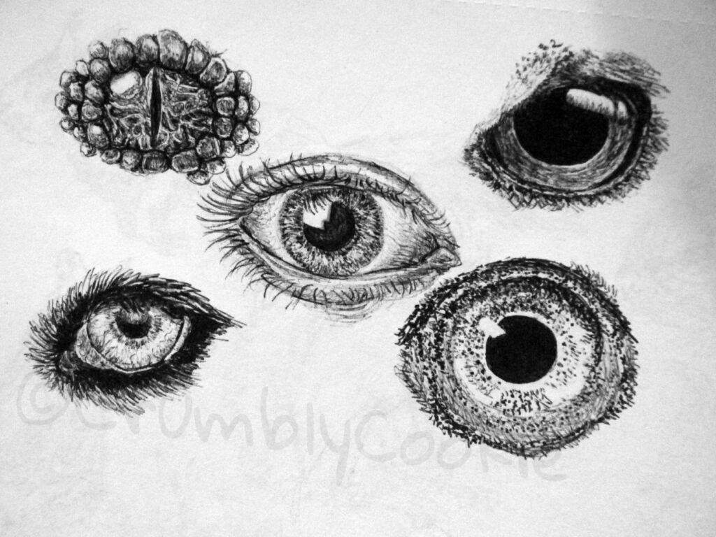 Animal eye drawings 👀 | Art Amino