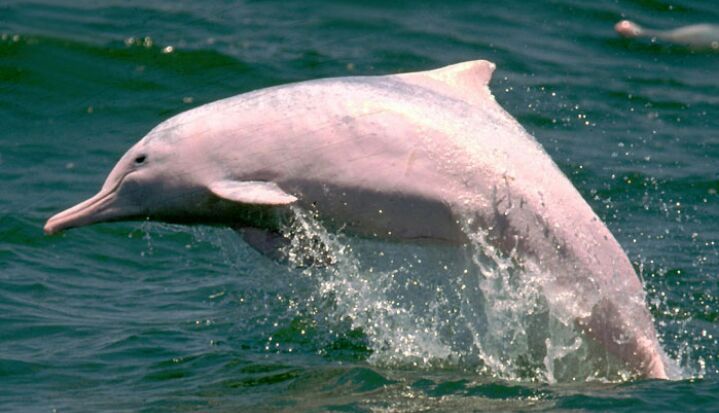 Fun facts about the Baiji dolphin  Wild Animals! Amino