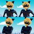 amino-Chat noir-cb344f4f