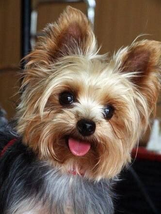 Yorkishire Terrier | Wiki | 🐾 Pets Em Geral 🐾 Amino