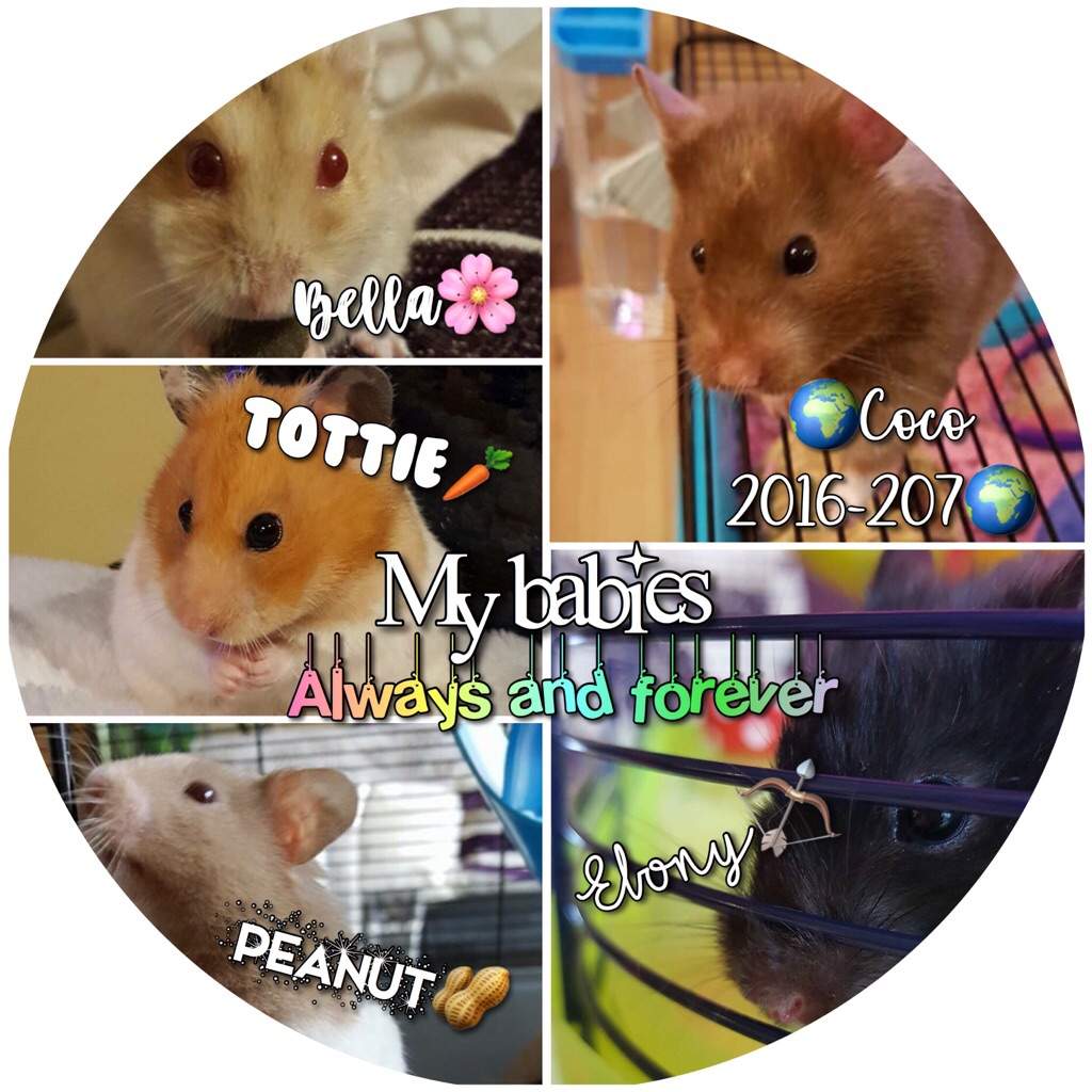 New Pfp Hamsters Amino