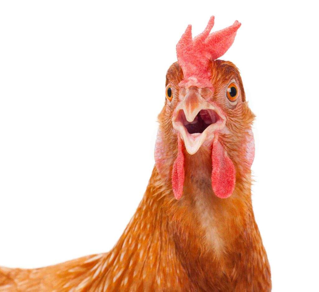 Chikin chikin 🍗🍗 | BLINK (블링크) Amino