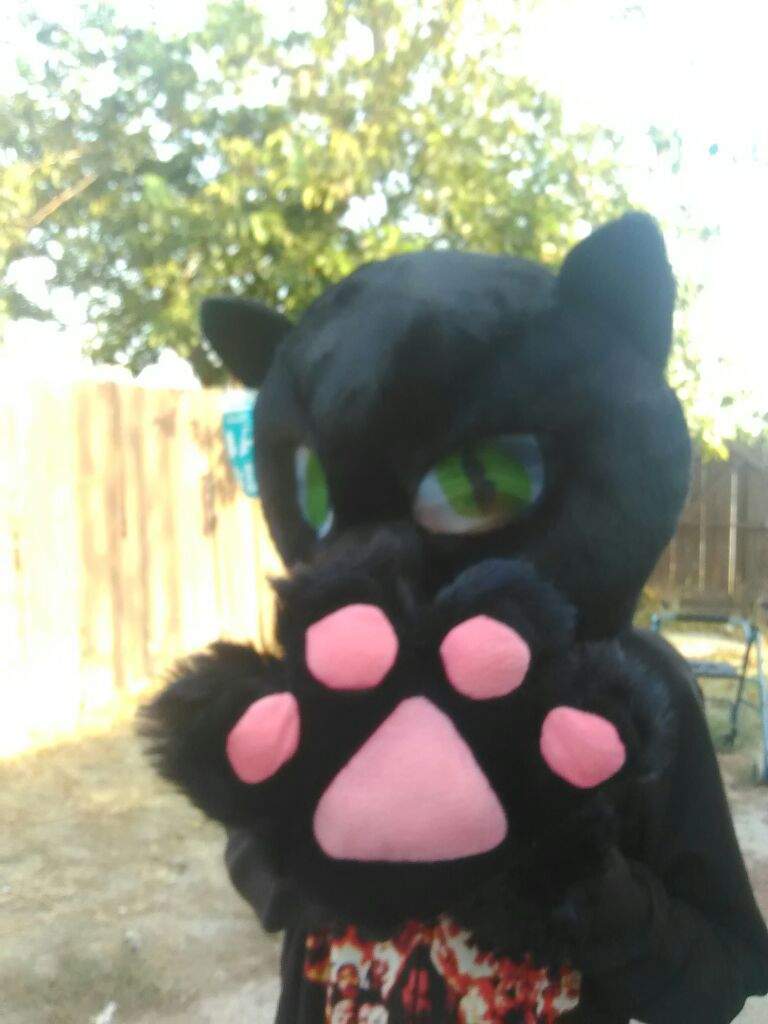 maskimals cat