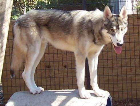 Your dog is not a wolfdog or coydog | Dogs Amino