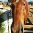 amino-horse lover-0489aeea