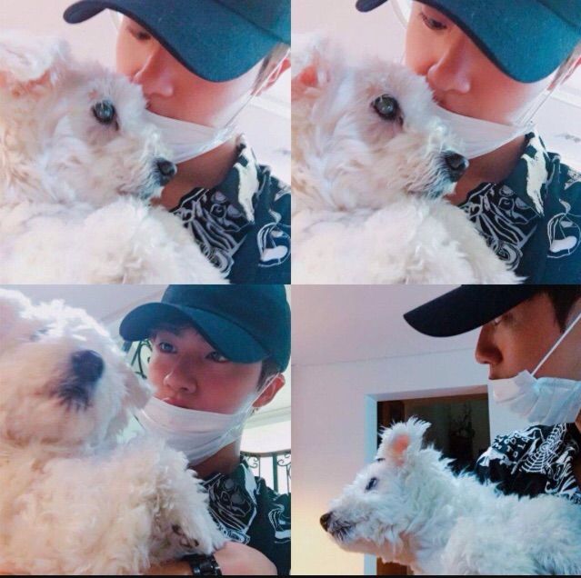 RIP Jjangu, Jin's dog passed away....😔😰😢😭 | ARMY's Amino