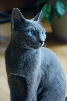 Bluestar in real life | Warriors Amino