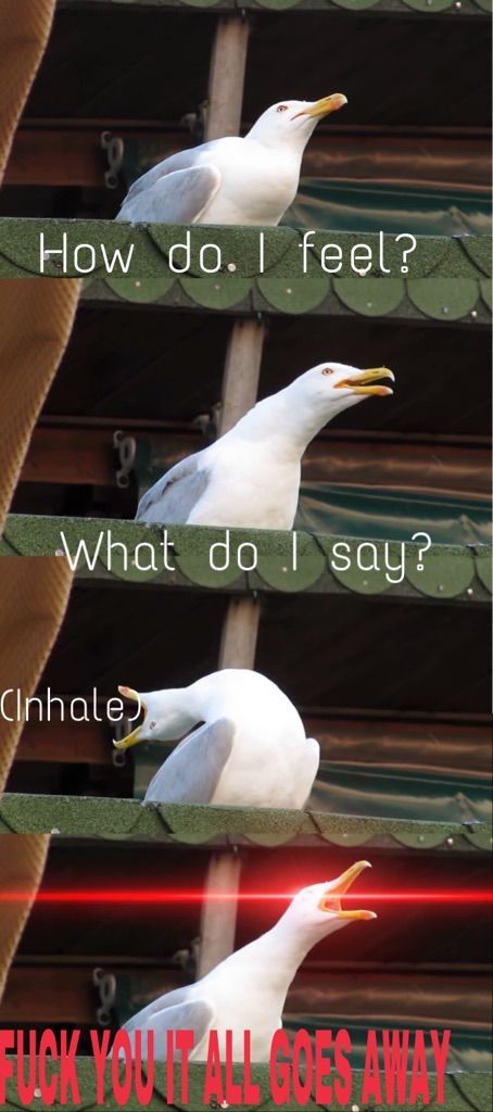 More inhaling seagull memes | Normie Memes Amino