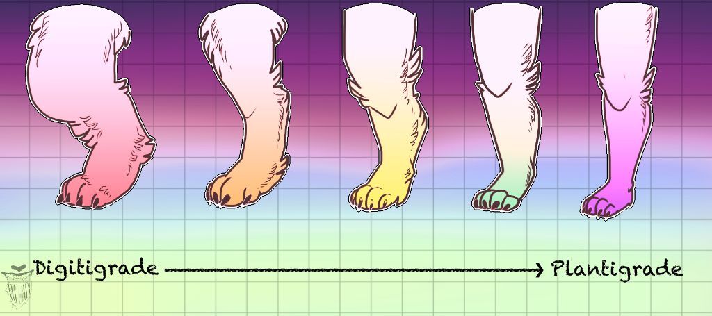 Personally my art style leans alot towards the last two Plantigrade legs. 
