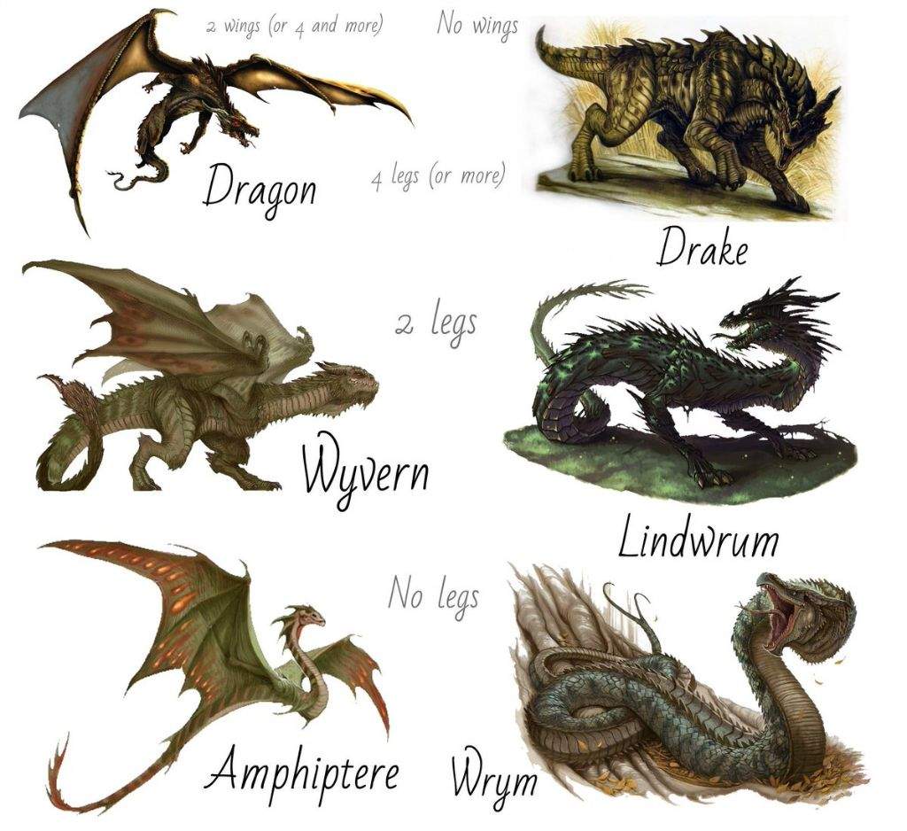 🐲 Types of DRAGONS 🐉 | Pagans & Witches Amino