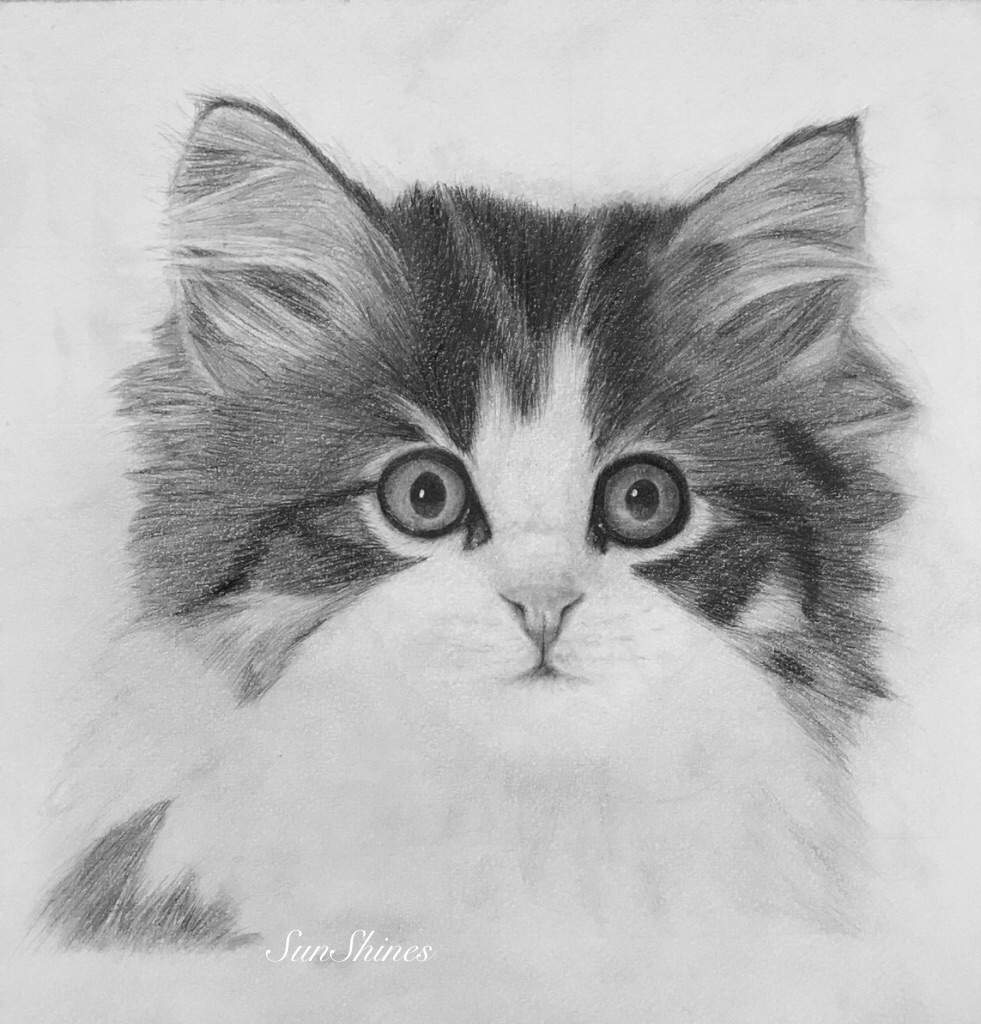 realistic kitten drawings