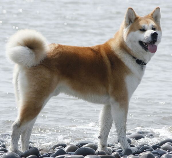 Akita Inu | Wiki | Perritos Amino