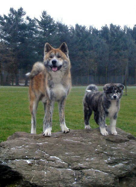 Akita Inu | Wiki | Perritos Amino