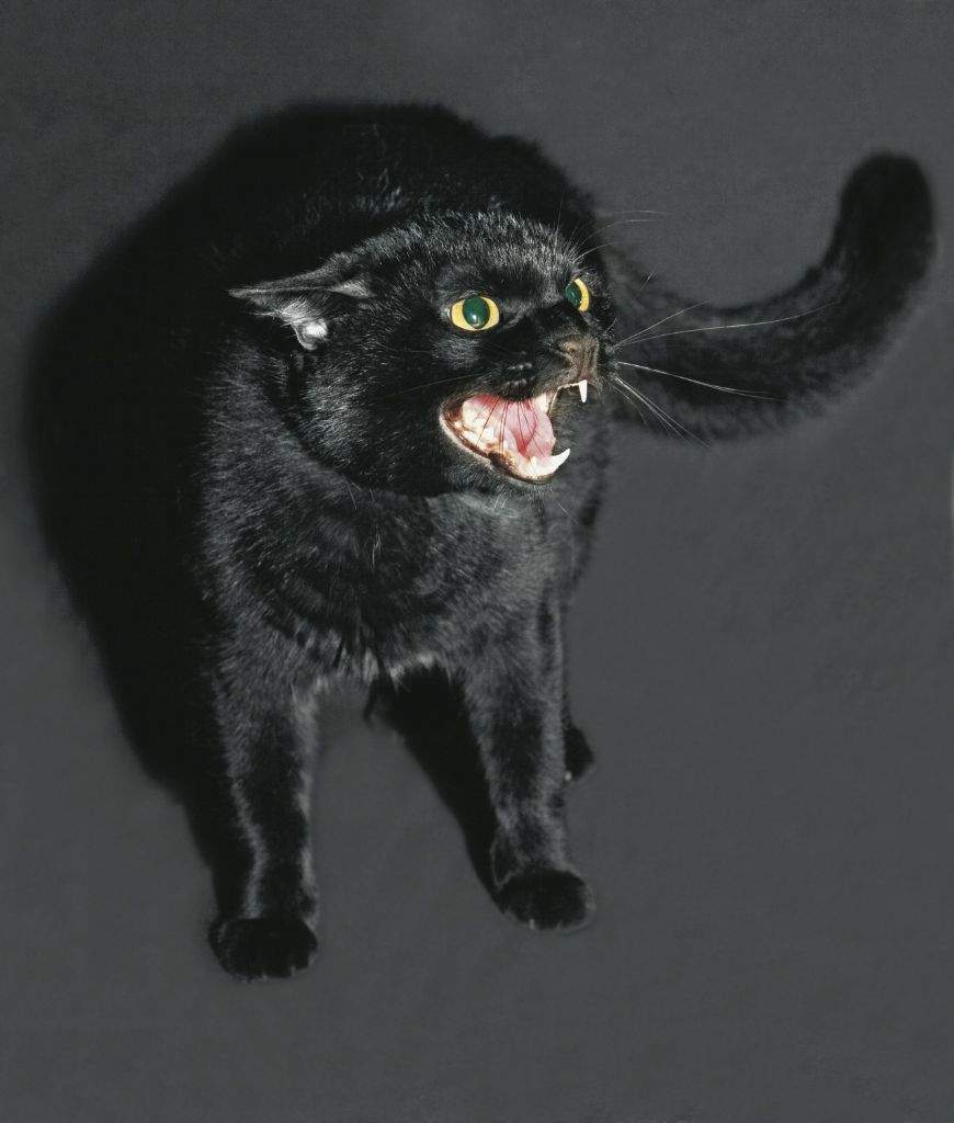 Scary Halloween Cat Challenge。.:☆*:･' | Black Cat Society Amino Amino