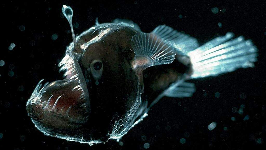 Fish With The Light On Its Head