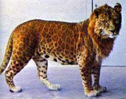 HYBRID BIG CATS (no one of the next images belongs to me) | Animal ...