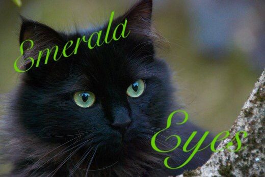 Emerald Eyes Chapter One Chat Noir X Reader