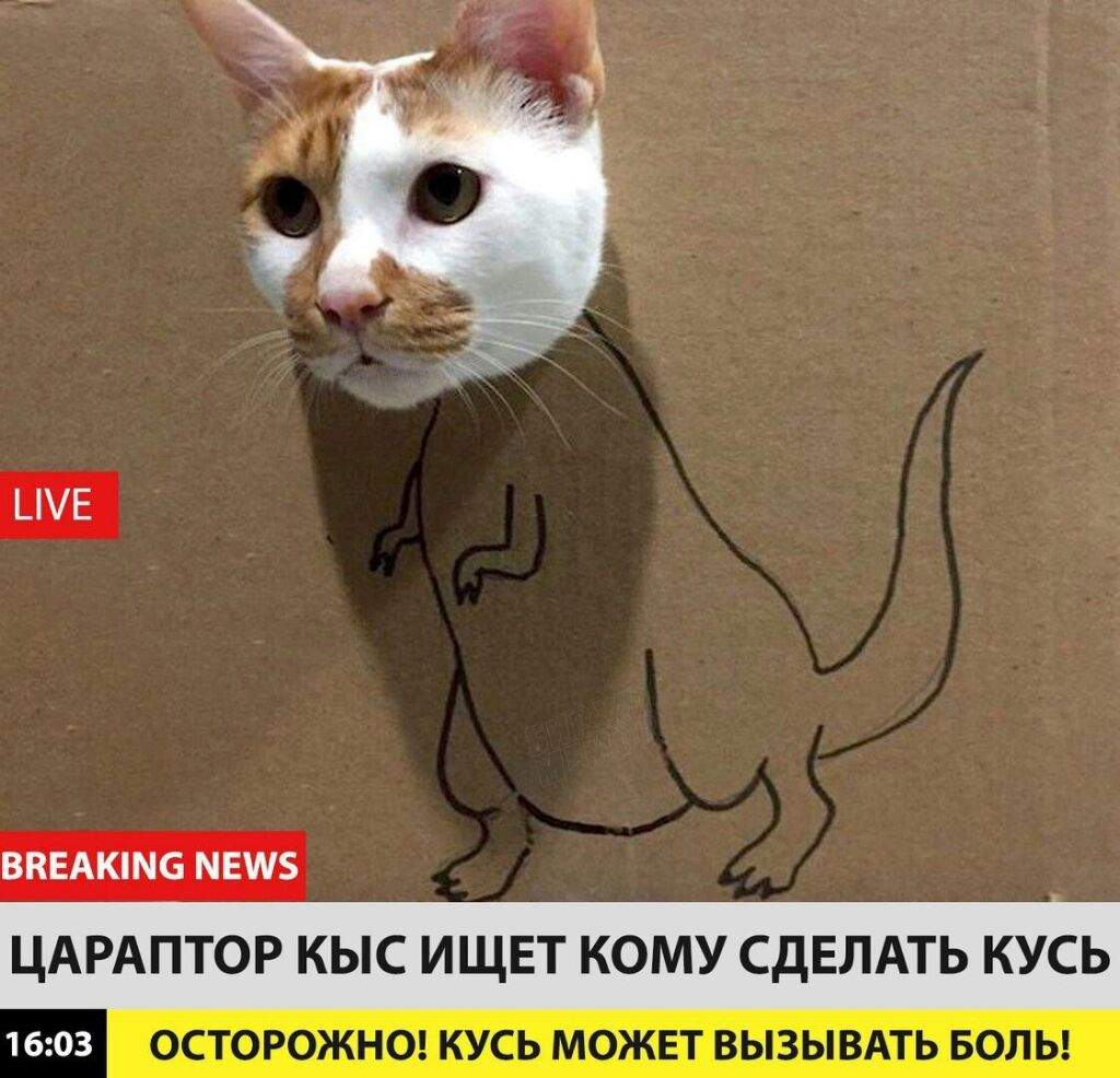 Кошачий кусь картинки