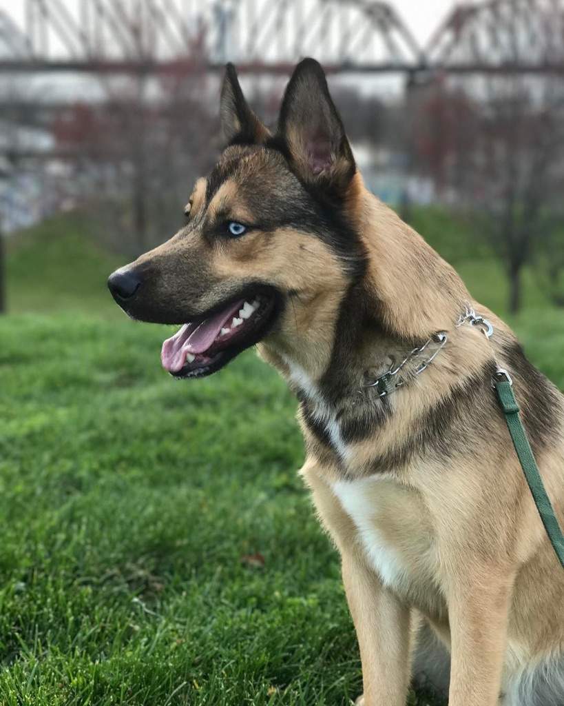 Gerberian Shepsky | Wiki | Pets Amino