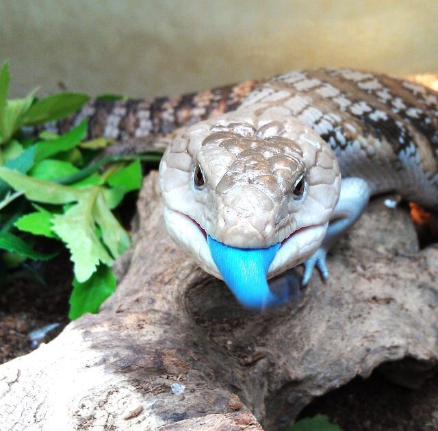 Indonesian Blue Tongue Skink Care Guide 💙😛 | Reptiles Amino