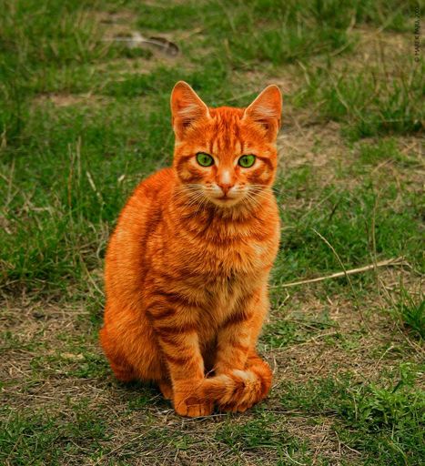 Firestar/heart in real life | Warriors Amino