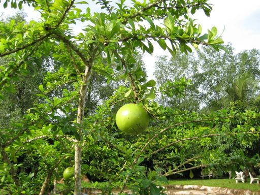 El árbol mas venenoso del mundo | Wiki | •Ciencia• Amino