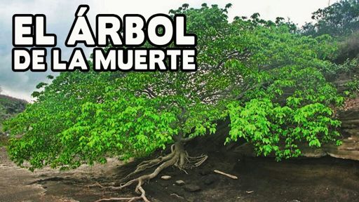 El árbol mas venenoso del mundo | Wiki | •Ciencia• Amino