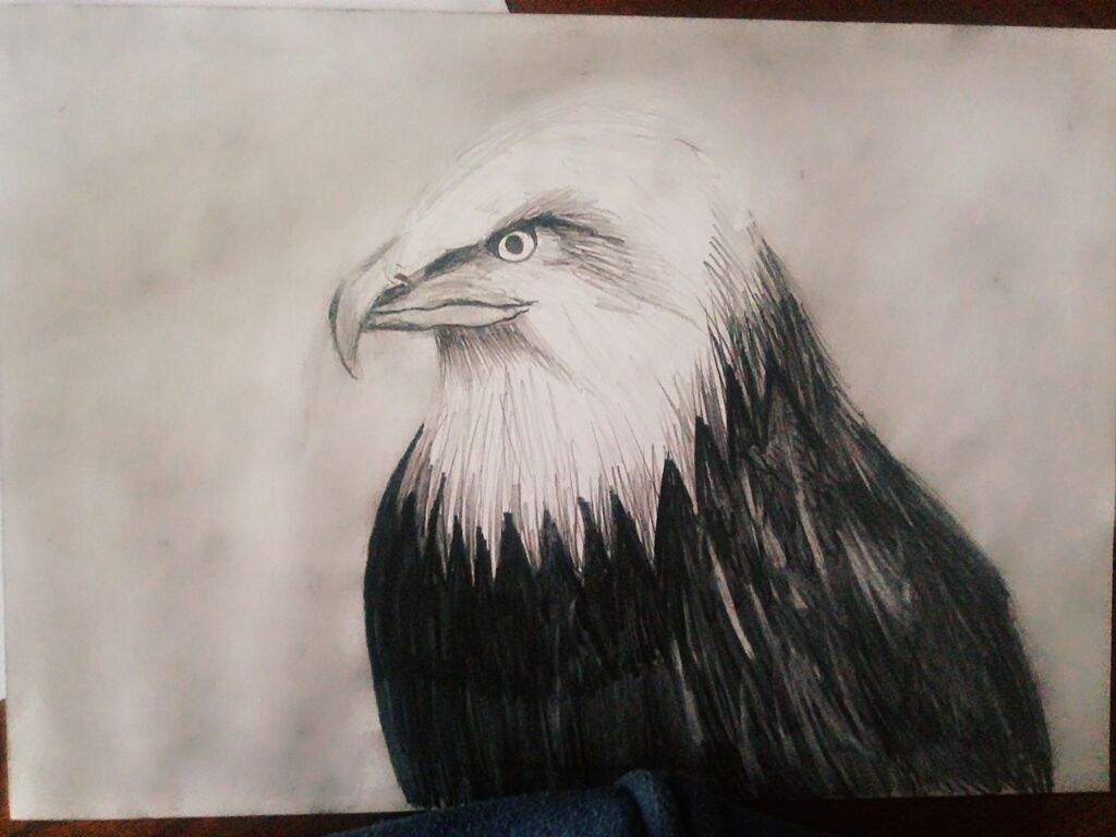 Dibujo de un águila realista | •Arte Amino• Amino