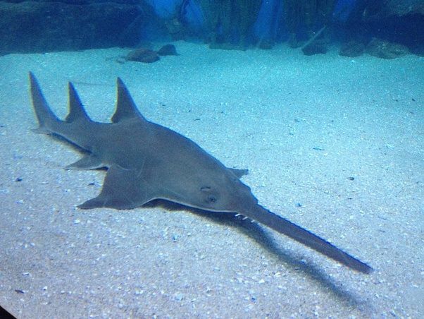 International Sawfish Day: Oct. 17 (an A Miraculous Related Challenge 