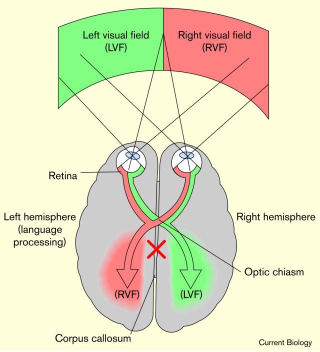 What If Fusions Were Subject to Split-Brain Syndrome? || Analysis ...