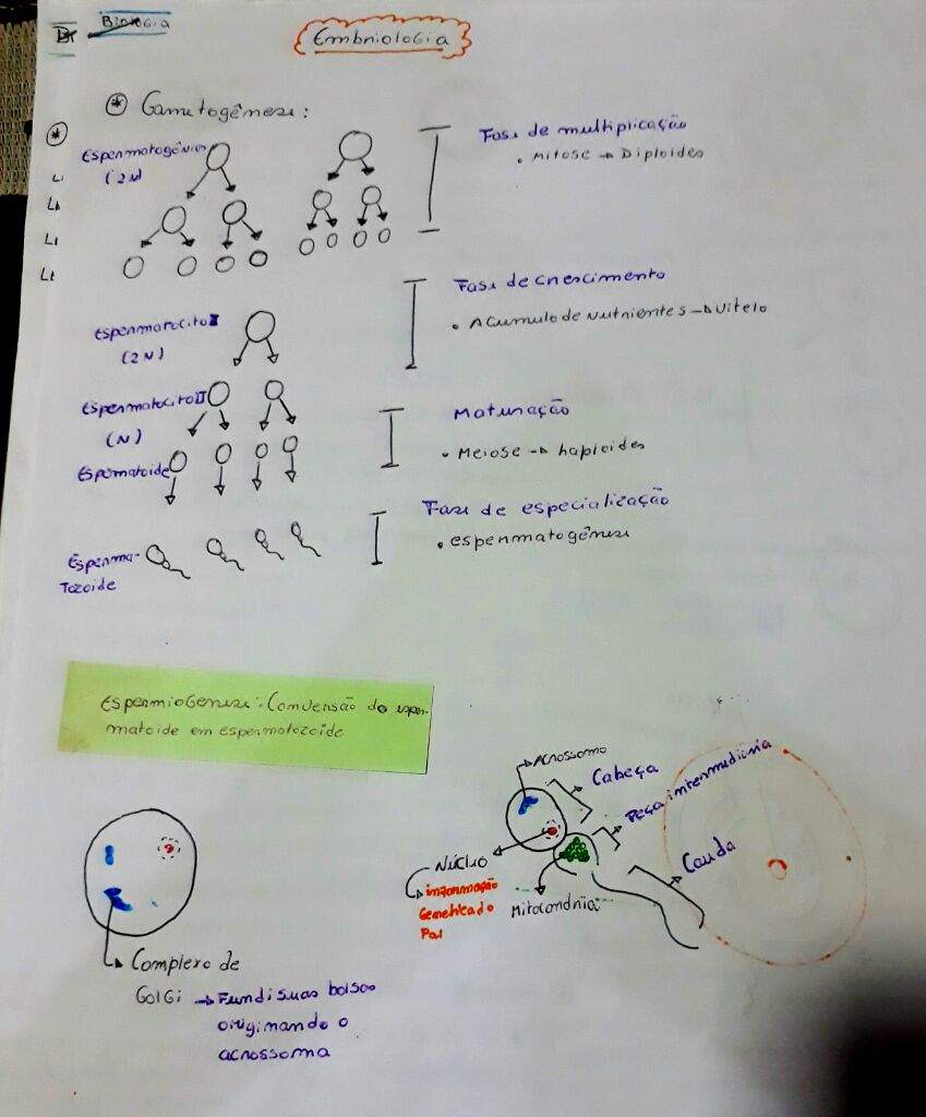 Biologia Parte 1 Resumos Fichamentos Mapas Ment Wiki Enem Amino Amino 