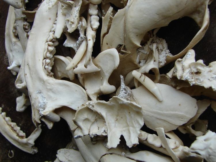 Дворец памяти череп Ганнибал. Bone world