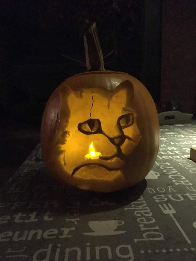 Cat jack 'o lantern | Animal Amino🐾 Amino