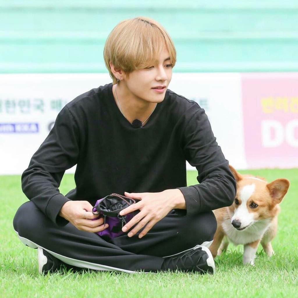 BTS x Dogs 🐶💕 | Jungkook Fanbase🍪 Amino