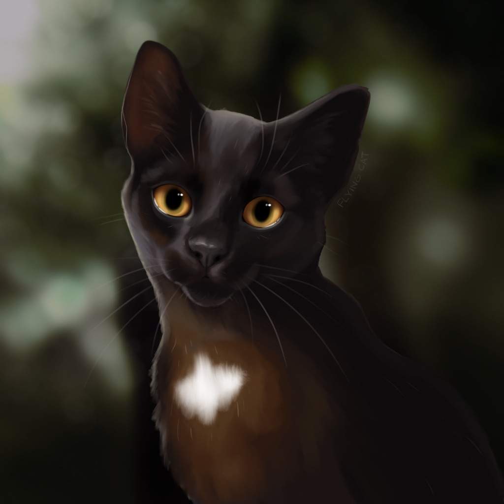 ravenpaw plush