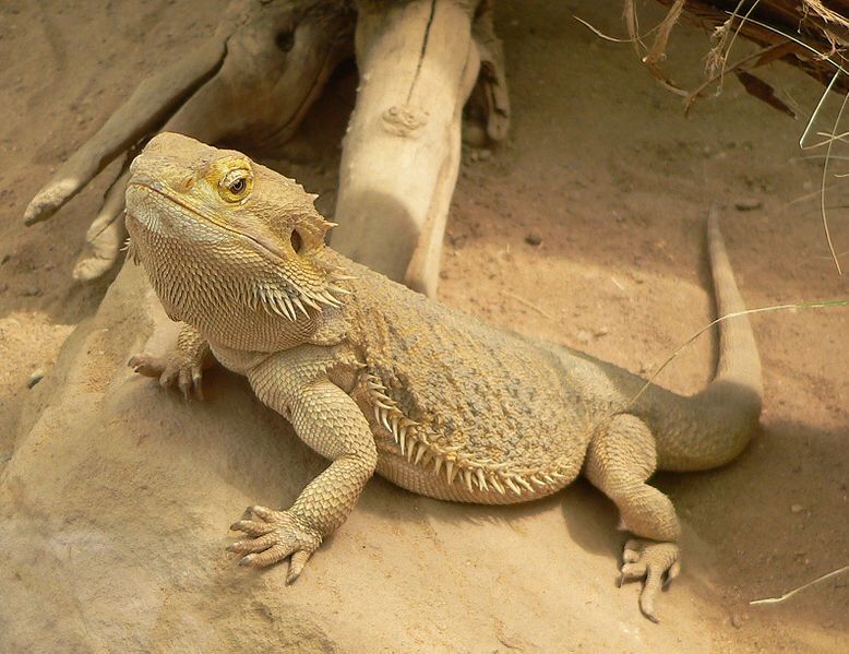 schleich bearded dragon