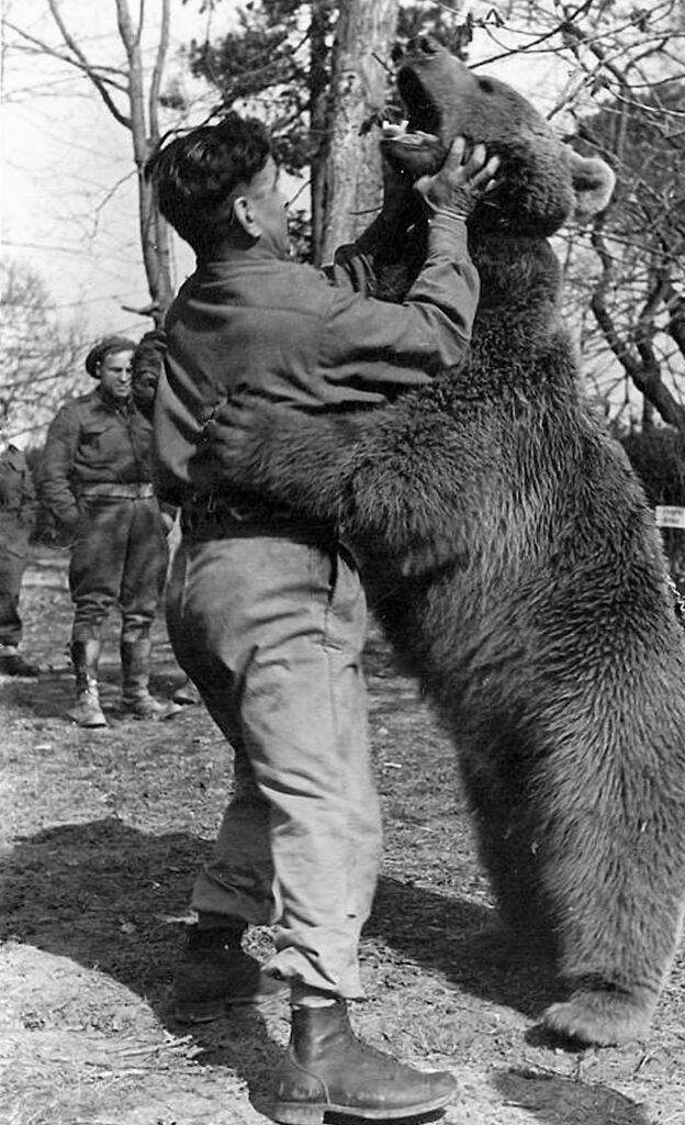 Corporal Wojtek ( Bear ) | Wiki | World History Amino