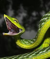 What is your favourite species of Snake? | Herps and Reptiles Amino