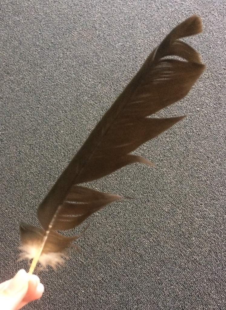 Crow And Raven Feather Meaning The Witches' Circle Amino