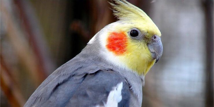 pikachu bird cockatiel