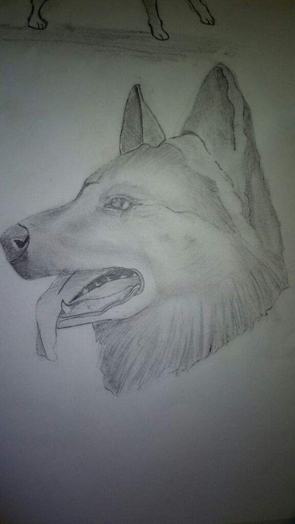 Dessin Dun Chien En 30 Minutes Anime Et Manga Amino