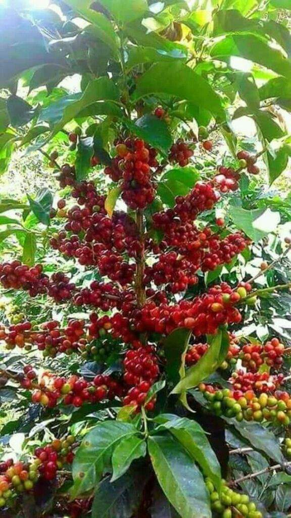 Un hermoso arbol de cafe | Los Salvadoreños Amino